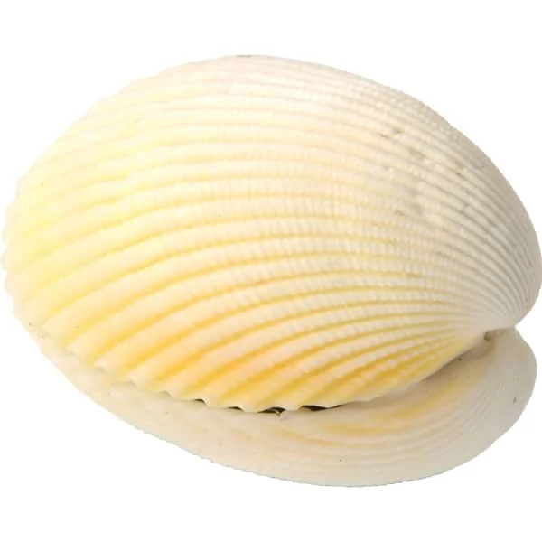 kigata2628525